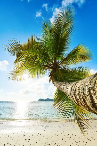 Palmera de coco en la playa Baie Lazare, seychelles Imágenes De Stock Sin Royalties Gratis