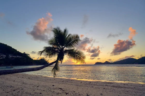 Kokosnøttpalme på stranden Baie Lazare, seycheller – stockfoto