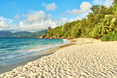 Hindistan cevizi palmiyeli Anse soleil ve beyaz kum, mahe, seyche