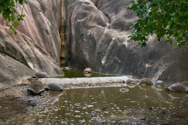 Aldabra Dev Kaplumbağa La Digue Adası,seyşeller üzerinde