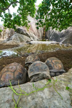 Aldabra Dev Kaplumbağa La Digue Adası,seyşeller üzerinde