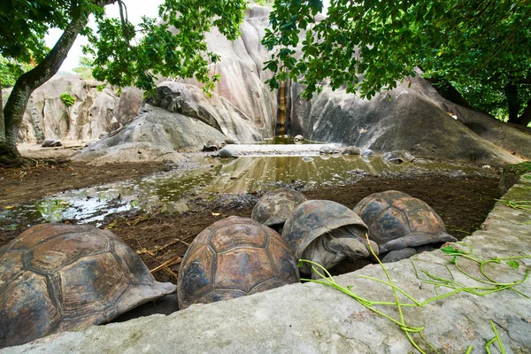 Гигантская черепаха Альдабра на острове Ла Дигу, Сейшельские острова — стоковое фото