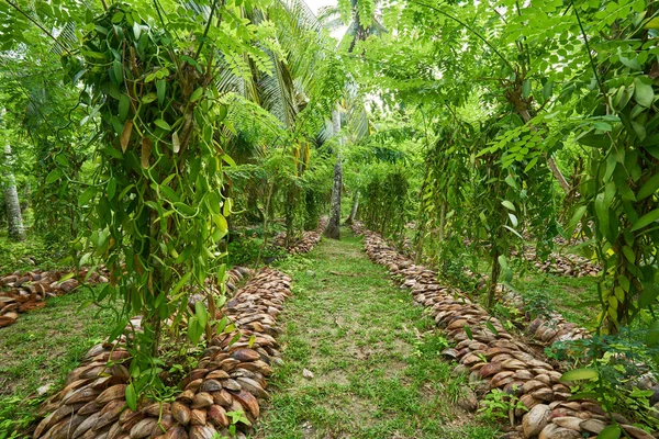 Vanilya tarlası. La Digue Adası kırsal alanı. S 'nin doğası