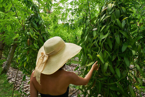 Woman tourist in a Vanilla plantation. La Digue island rural lan
