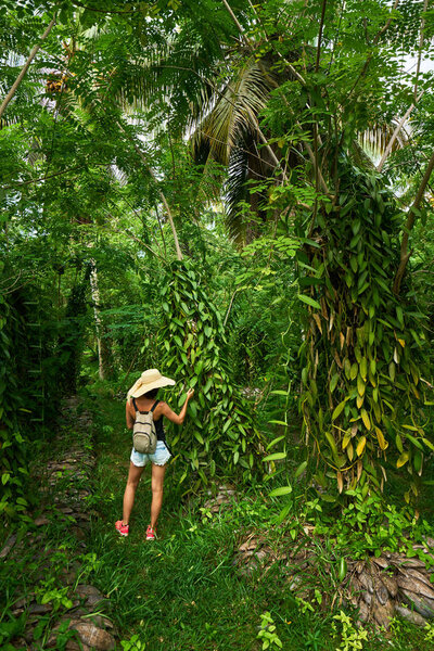 Woman tourist in a Vanilla plantation. La Digue island rural lan
