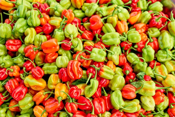 Exotic peppers (piments cabri) on local market of Saint-Pierre, 스톡 사진