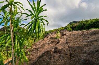 Anse ana patikası, Mahe ve Seyşeller 'in doğa yolunda yürüyüş.