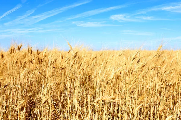 Stock image Golden wheat field with blue sky in background