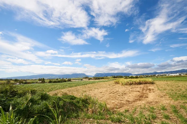 Sugar Cane fields, agriculture in South of Reunion Island (Saint