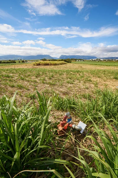 Sugar Cane fields, agriculture in South of Reunion Island (Saint