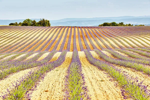 Levandulová pole. Náhorní plošina Valensole v Provence — Stock fotografie