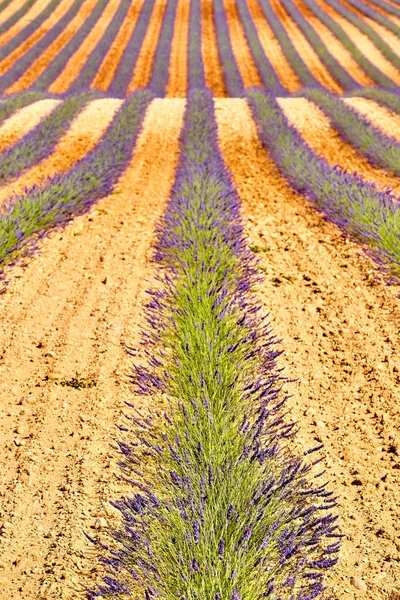 Levandulová pole. Náhorní plošina Valensole v Provence — Stock fotografie