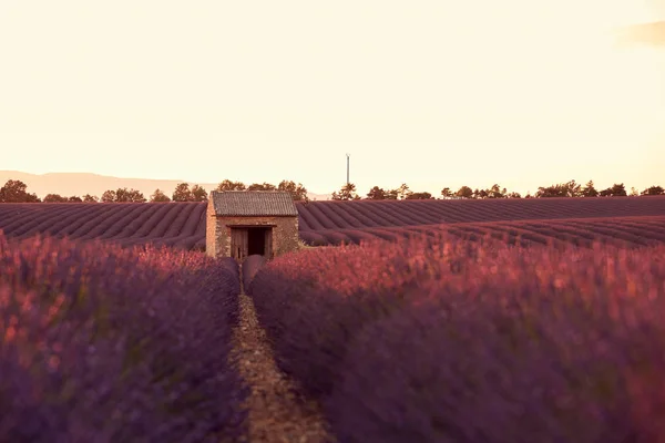 Levandulová pole při západu slunce v Provence, Francie — Stock fotografie