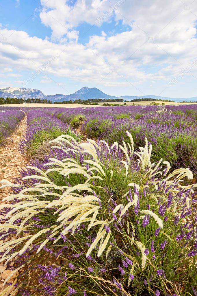Provence, Lavender field, moustiers road, france
