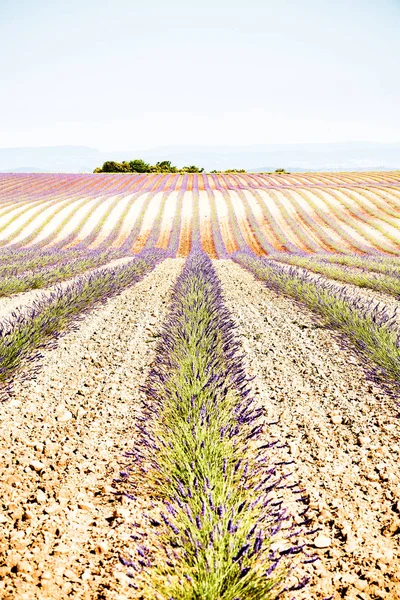 Levandulová pole. Náhorní plošina Valensole v Provence — Stock fotografie