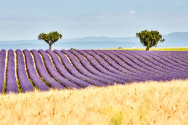 Lavanta alan. Provence Valensole Yaylası