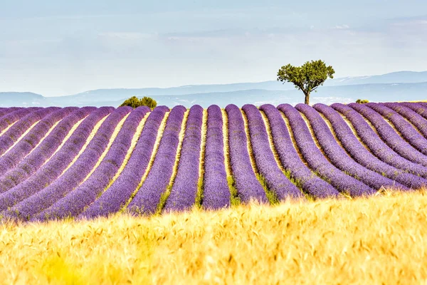 Levandulová pole. Náhorní plošina Valensole v Provence — Stock fotografie