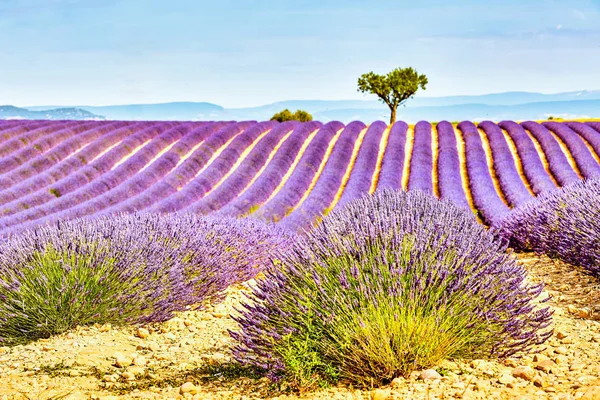 Lavanta alan. Provence Valensole Yaylası — Stok fotoğraf