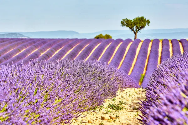 Champ de lavande. Le plateau de Valensole en Provence — Photo