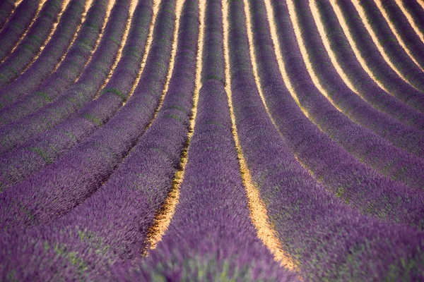 Provence, Champ de lavande en été, Plateau Valensole — Photo