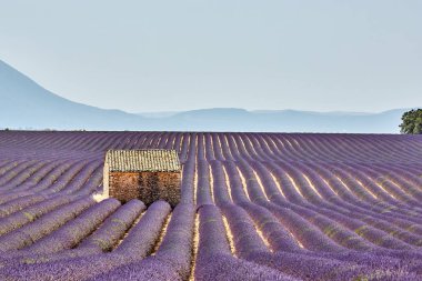 Yalnız evden ayakta Valensole.Provence,France lavanta alanında.