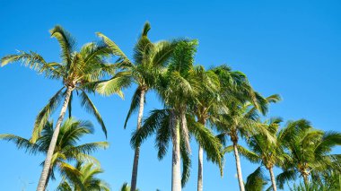 Mavi gökyüzüne karşı palmiye ağaçları