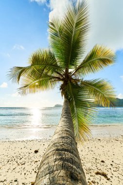 sahilde hindistan cevizi palmiye ağacı Baie Lazare, seyşeller