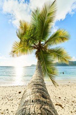 sahilde hindistan cevizi palmiye ağacı Baie Lazare, seyşeller