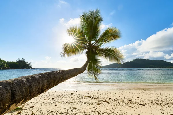 Coconut Palm Tree on Beach Baie Lazare i Seychellerna — Stockfoto