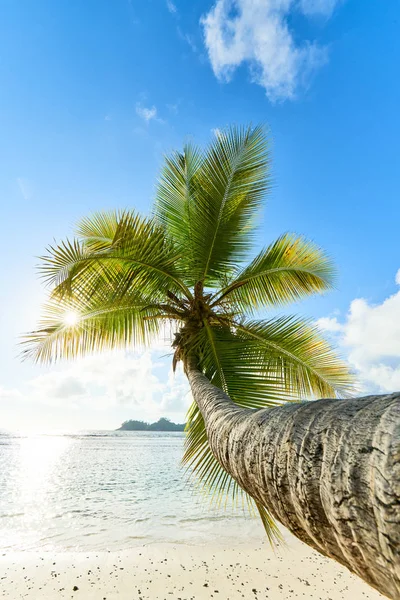 sahilde hindistan cevizi palmiye ağacı Baie Lazare, seyşeller
