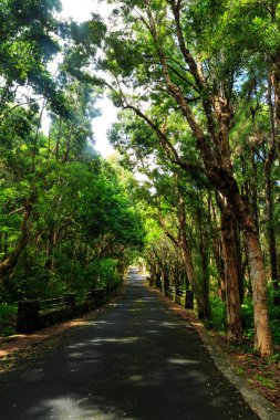 Black River Gorges Milli Parkı, Mauritius okaliptüs sokakta yolda tar