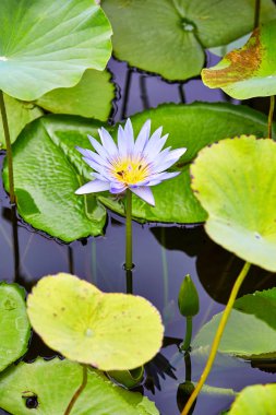 botonik bahçe Pamplemousses içinde lotus çiçekleri mauritius