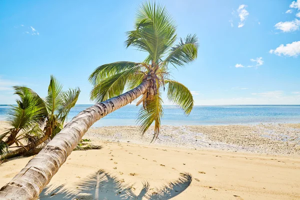 Strand és kókusz pálmafa, Mahe-sziget, Seychelles-szigetek — Stock Fotó