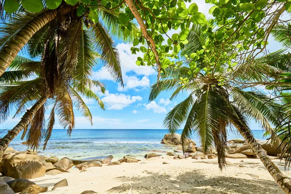 Tropisch strand op de Seychellen met kokospalm boom — Stockfoto