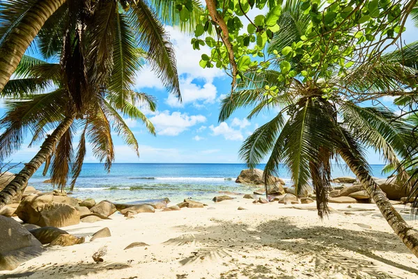 Tropisch strand op de Seychellen met kokospalm boom — Stockfoto