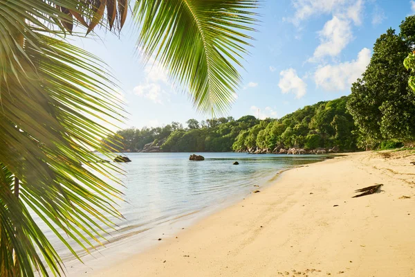 Playa de palmeras y tropicales, mahe, seychelles, océano Índico — Foto de Stock