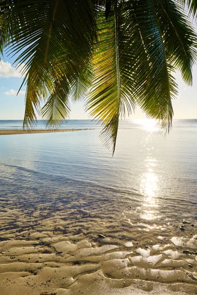 Palmen- und Tropenstrand, Mahé, Seychellen, Indischer Ozean — Stockfoto