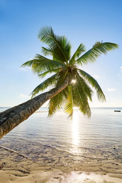 Palm and Tropical Beach, Mahe, Seychellerna, Indiska oceanen — Stockfoto