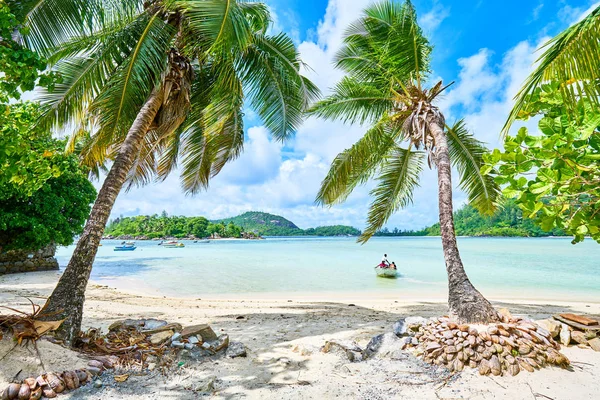 Hindistan cevizi Anse L'islette, Mahe Seyşeller tropikal plajda standı
