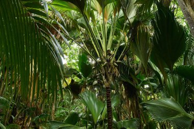 Doğa rezervVallee de Mai, Seyşeller, Praslin,