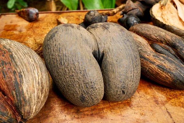 Çift somun coco de mer. vallee de mai doğa rezerv praslin. Seyşel Adaları.