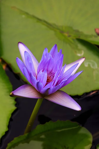 Seerose blüht sonnenbeschienen am See. — Stockfoto