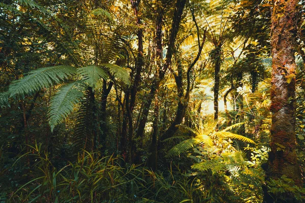 Eğrelti otları ile Tropikal Orman, Reunion Adası