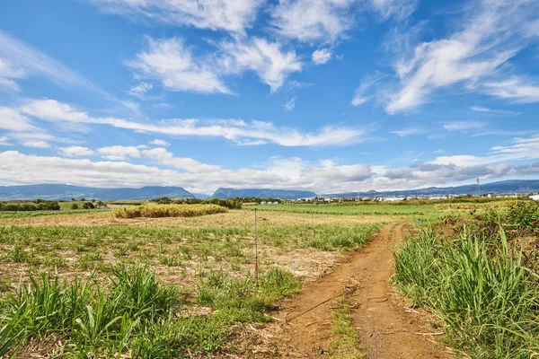 Şeker Kamışı tarlaları, Reunion Adası'nın güneyinde tarım (Saint-Pierre, Pierrefonds)