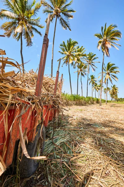 Sugar cane plantation, Saint-louis (Reunion Island)
