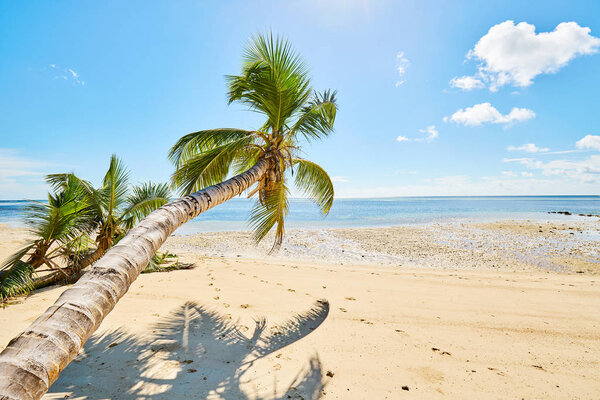 beach and coconut palm tree, Mahe Island, Seychelles