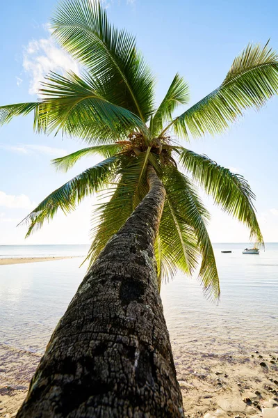 Palm and Tropical Beach, Mahe, Seychellerna, Indiska oceanen — Stockfoto