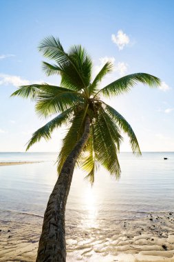 Palmiye ve tropik plaj, mahe, seyşeller, Hint okyanusu