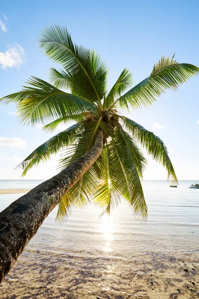 Palm and Tropical Beach, Mahe, Seychellerna, Indiska oceanen — Stockfoto