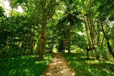 seyşeller güzel tropikal orman